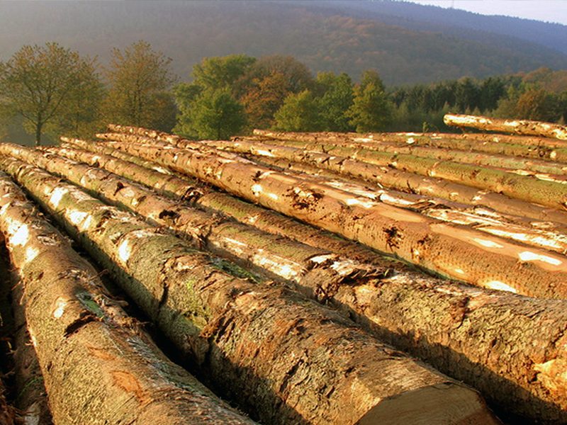 All Of Our Timber Can
Be Traced Back To The
Forest It Grew In
 - EE Olley & Sons Ltd
